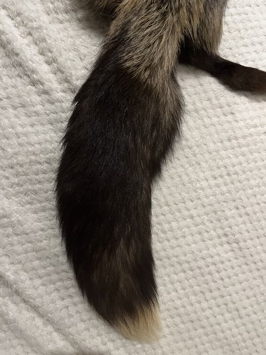 Etola z lisa srebrnego Vintage z lat 80/90