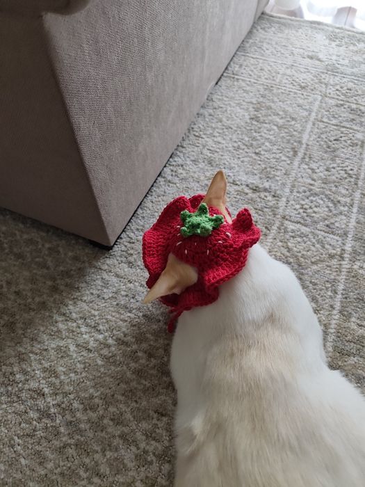 Chapéu de crochet para gato inspirado em morangos