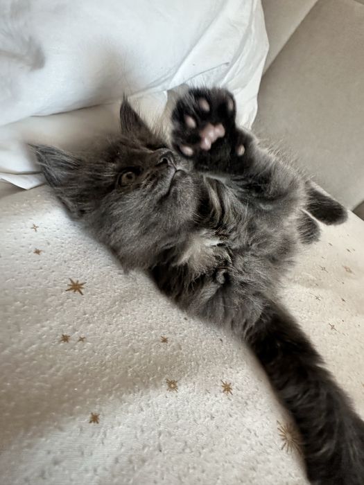 Kotka Maine Coon  |  Rodowód FPL