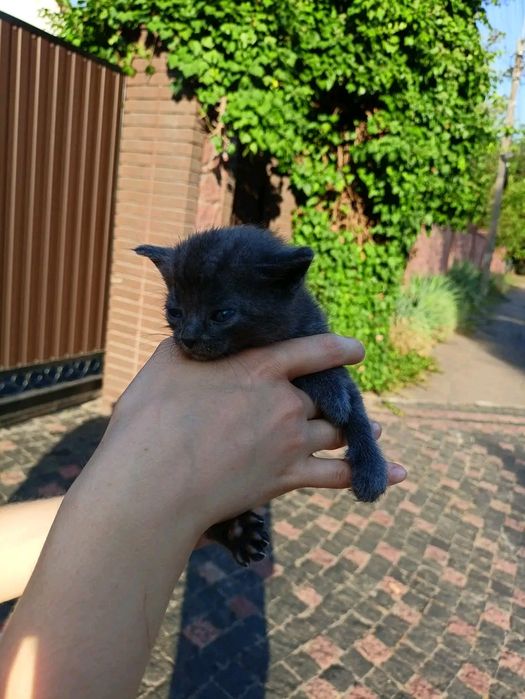 Кошенята шукають родину