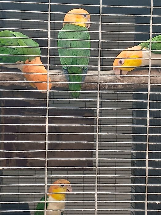 Marianinhas  canelas 2  fêmeas  1 macho