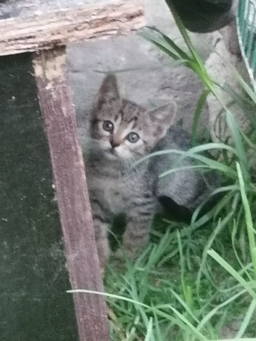 Gatinhos bebés para adoção responsável