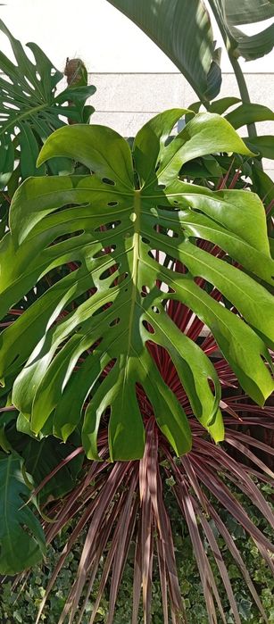 Costeleta de Adão ou Monstera deliciosa