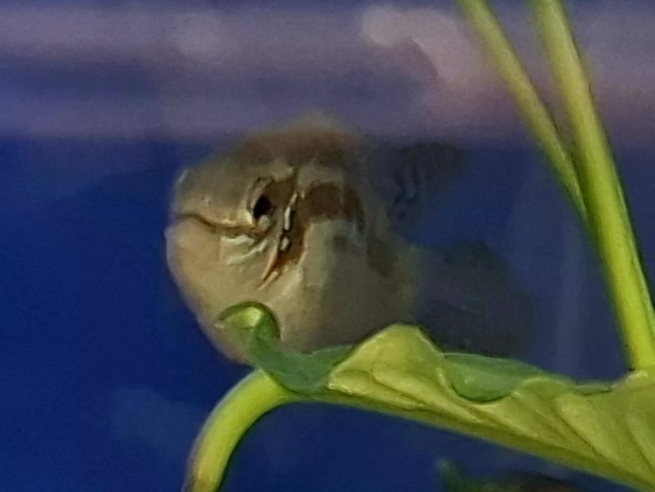 Pielegnica Laetacara  araguaiae  4-5  cm