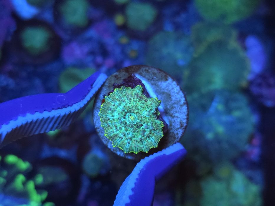 Discossomas, corais de água salgada