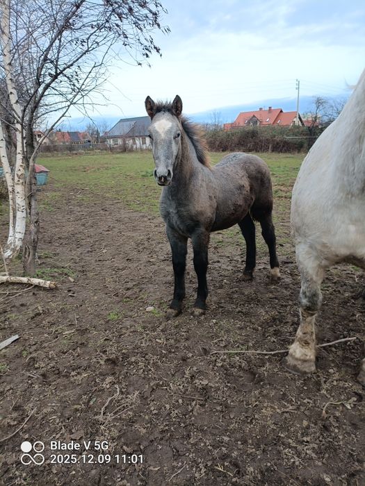 Sprzedam ogierka zimokrwisgo