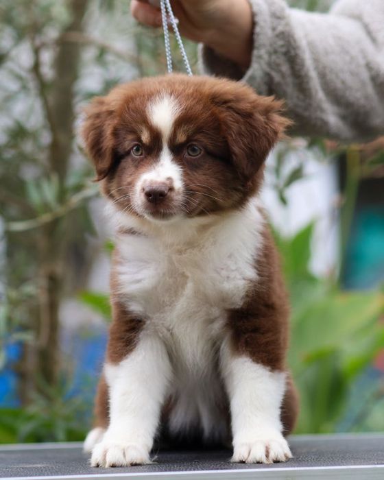 Pastor americano miniatura (mini aussie )