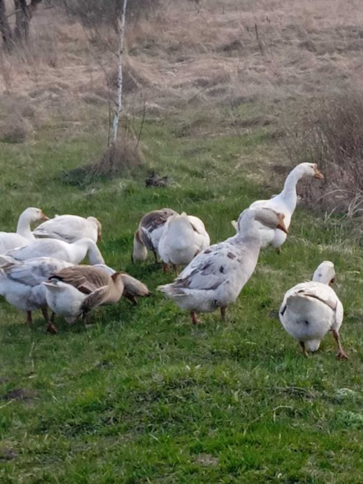 Продам Гусей річних несуться