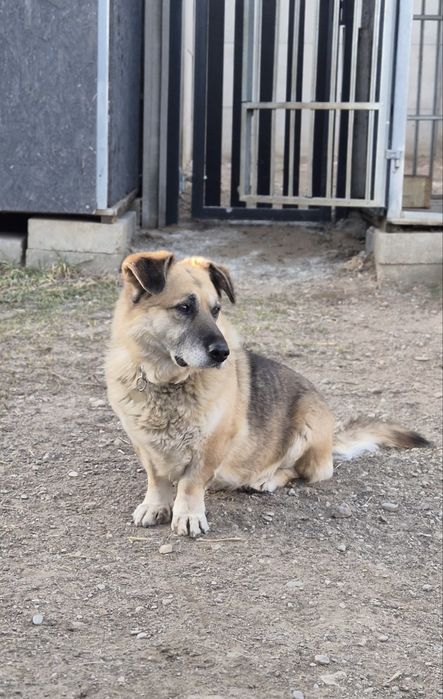 Spokojny Nero do adopcji
