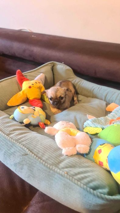 Sunia Chihuahua z rodowodem 3 mc