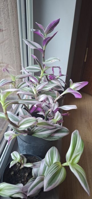 Trzykrotka filetowa 2 doniczki