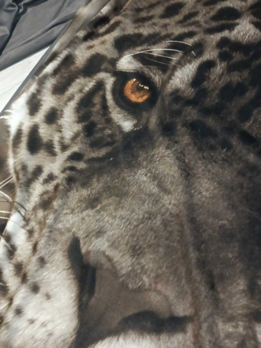 sukienka animal print pantera zwierzę kot