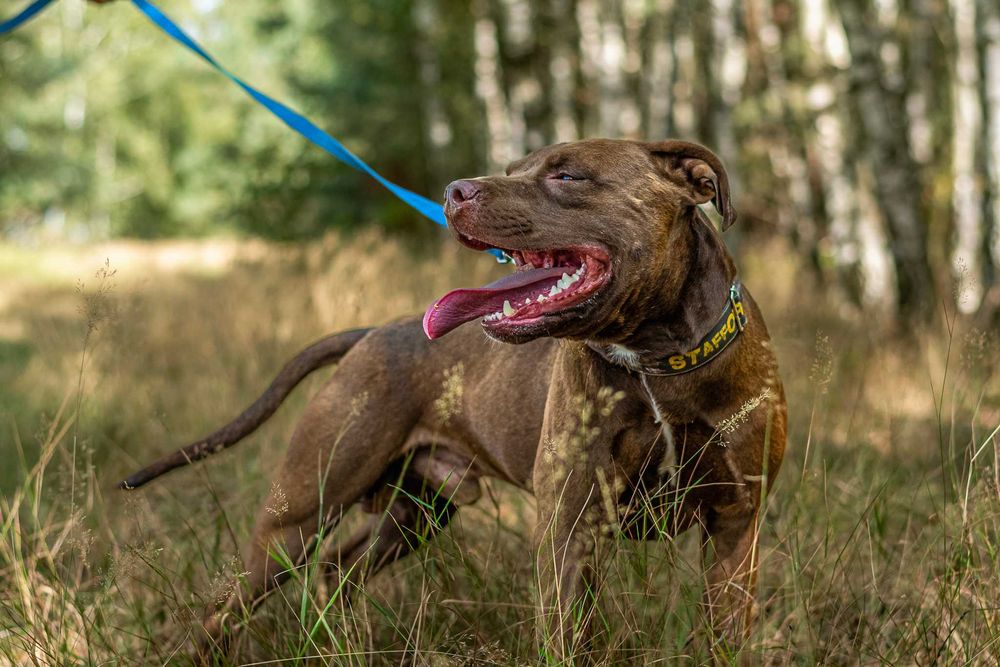 Adopcja- Lemon - Pitbull- Amstaffy Niczyje