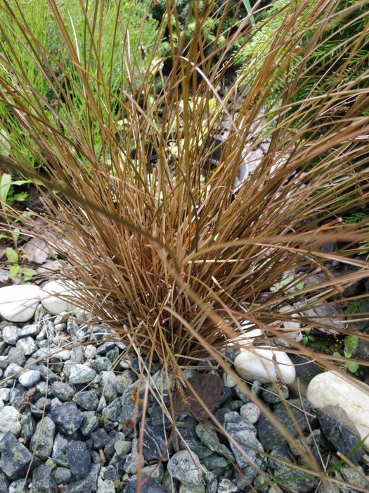 Багаторічні рослини та кущі