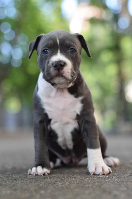 Осталась одна темная девочка (1,5 мес), голубой окрас. Стафф