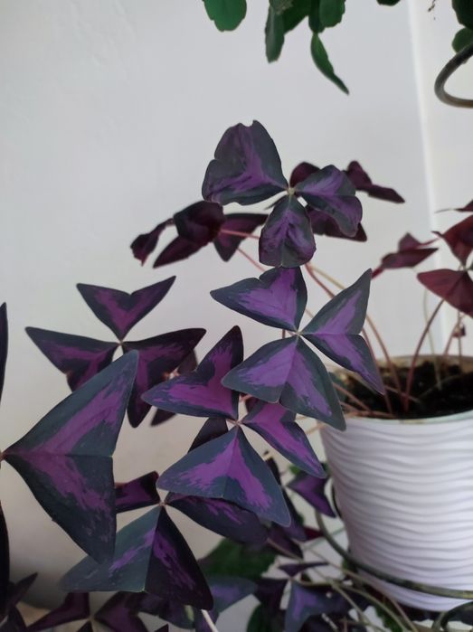 Сансевєрія . 2 види, калатея, кислиця, ледебурія, зефірантес, гібіскус