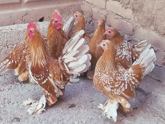 Яйце на інкубацію. Курчат. Мільфлер біле золото, фарфоровий.