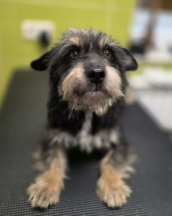 Mały piesek szuka domku.