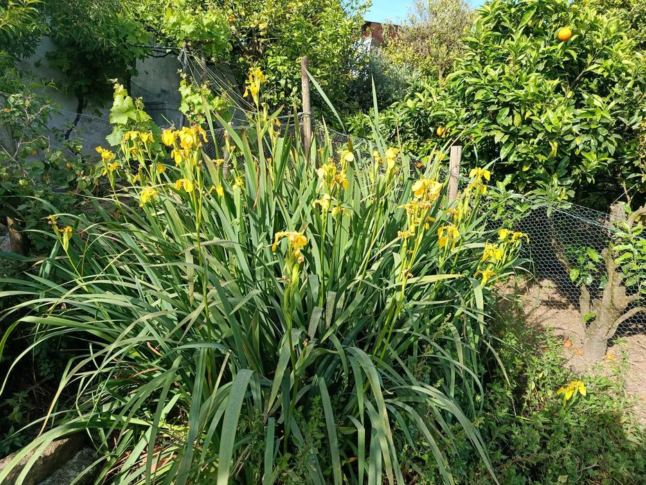 Plantas marginais margem para lagos filtros ou jardim - papiros varios e lirios de agua