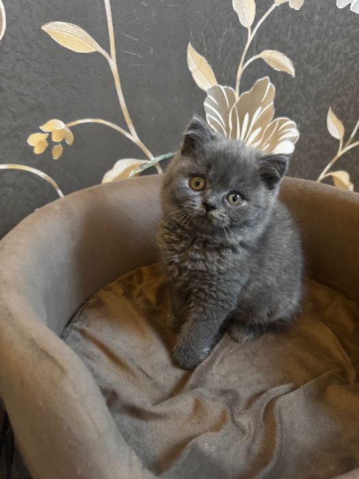 Koty Brytyjskie FPL gotowe na zmianę domu