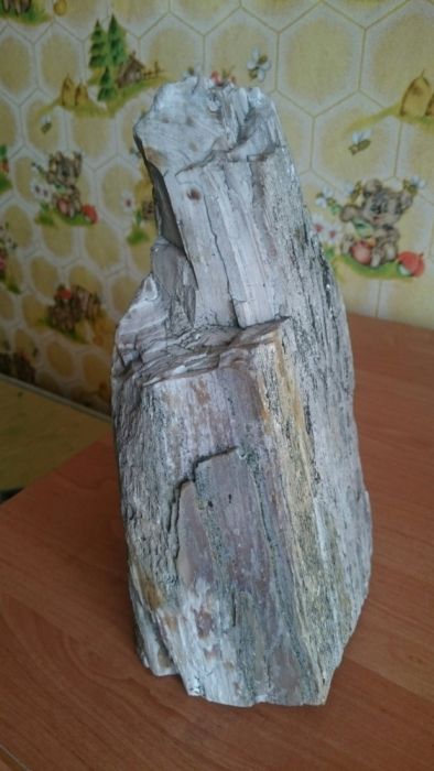 Окаменелое дерево