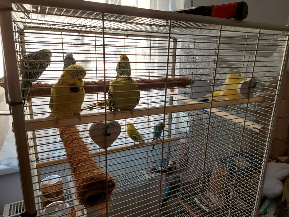 Papuga falista  młode do oswojenia