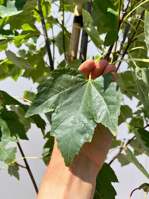 Klon czerwony Acer rubrum C15 Ø 8–10 - intensywne kolory jesieni