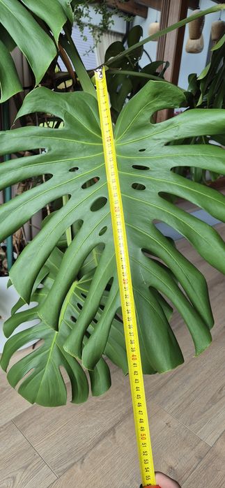 Monstera Sprzedam