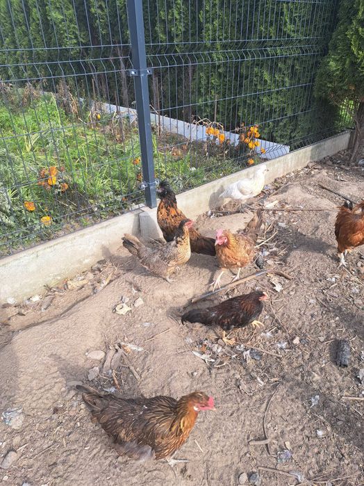 Koguty koguciki polecam