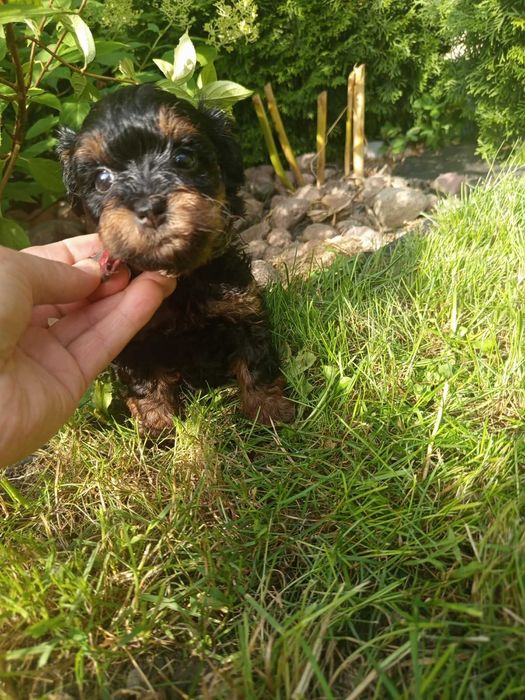 Maltipoo/Hawapoo f1 piękna dziewczynka