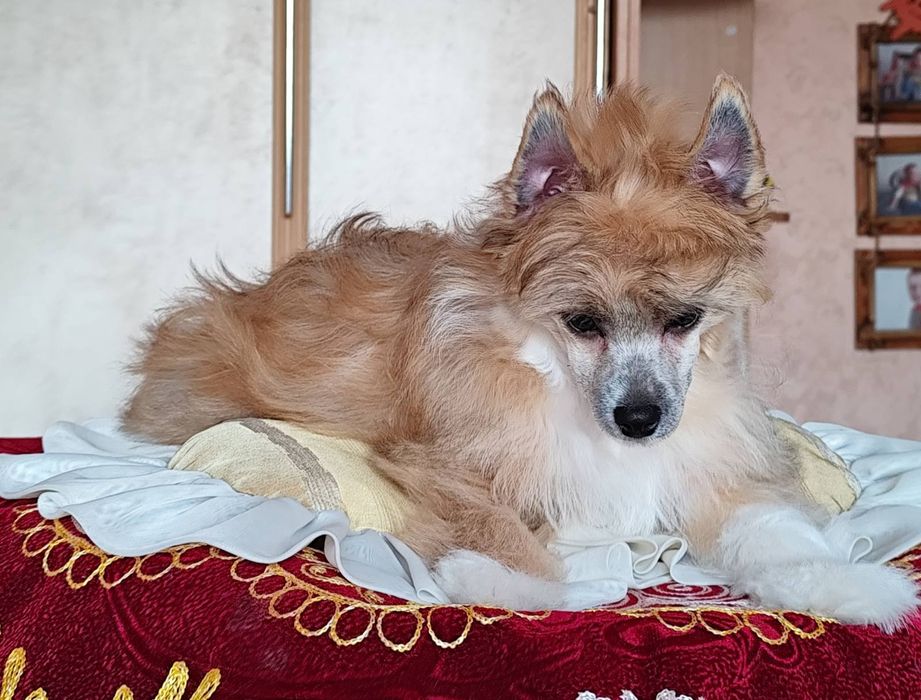 Пухнасте цуценя китайської хохлатої