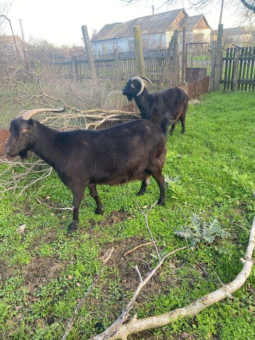 Продаються дві кози