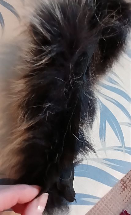 Мех-опушка 100% чернобурка на капюшон,мех на воротник.