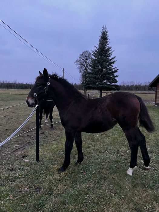 Klaczka śląska odsadek 7 miesiecy
