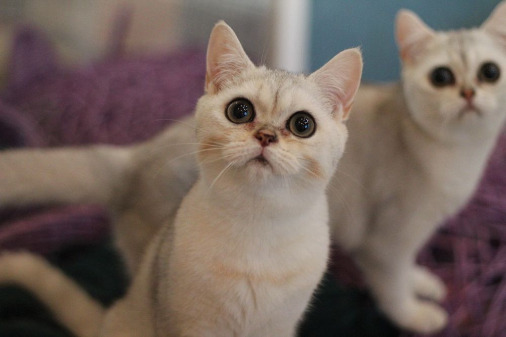 Супер-няшка симпатяшка