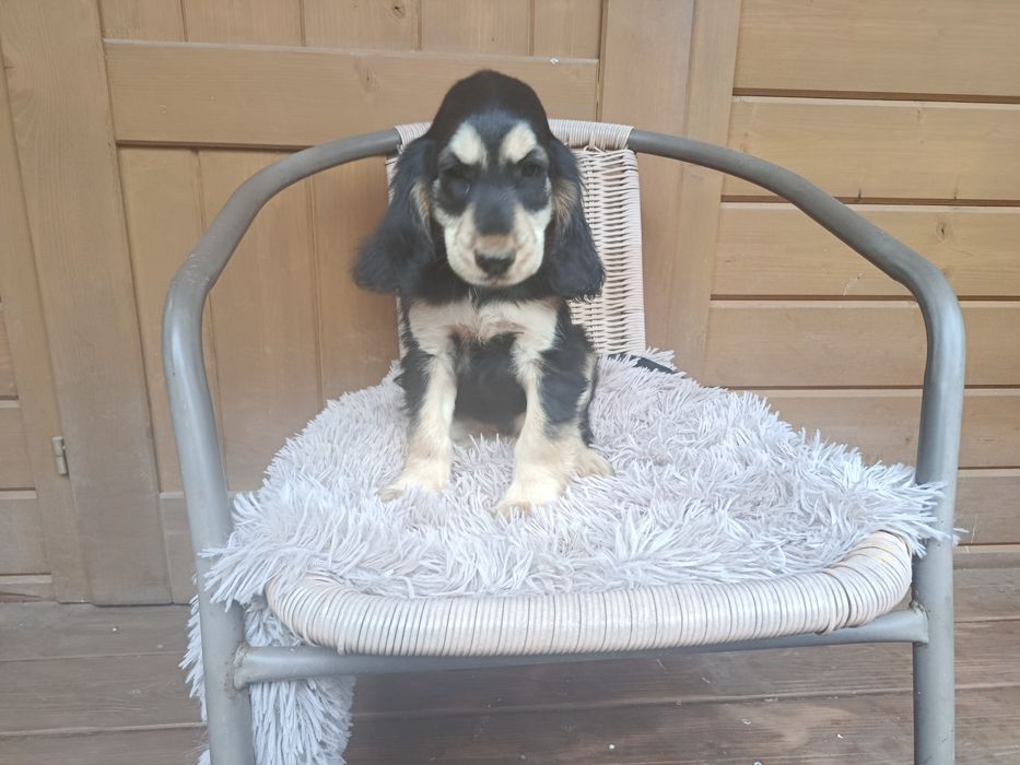 Cocker spaniel angielski Piesek Rodowód