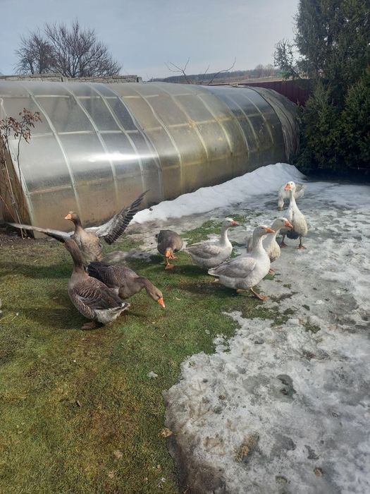 Продам гусей Велика біла, Велика сіра