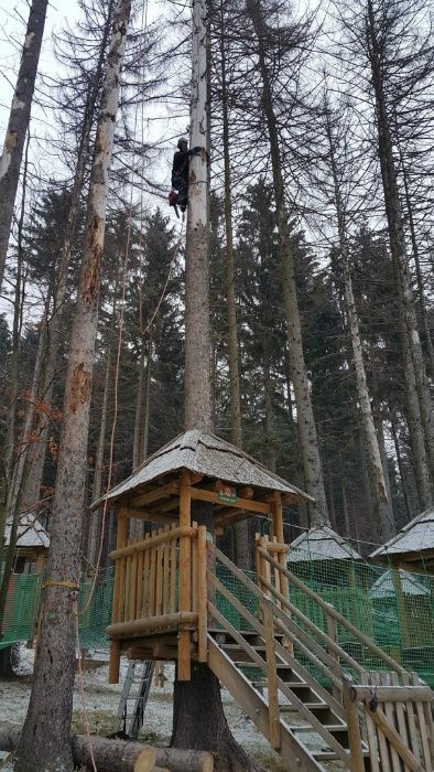 Wycinka Korekcja Drzew