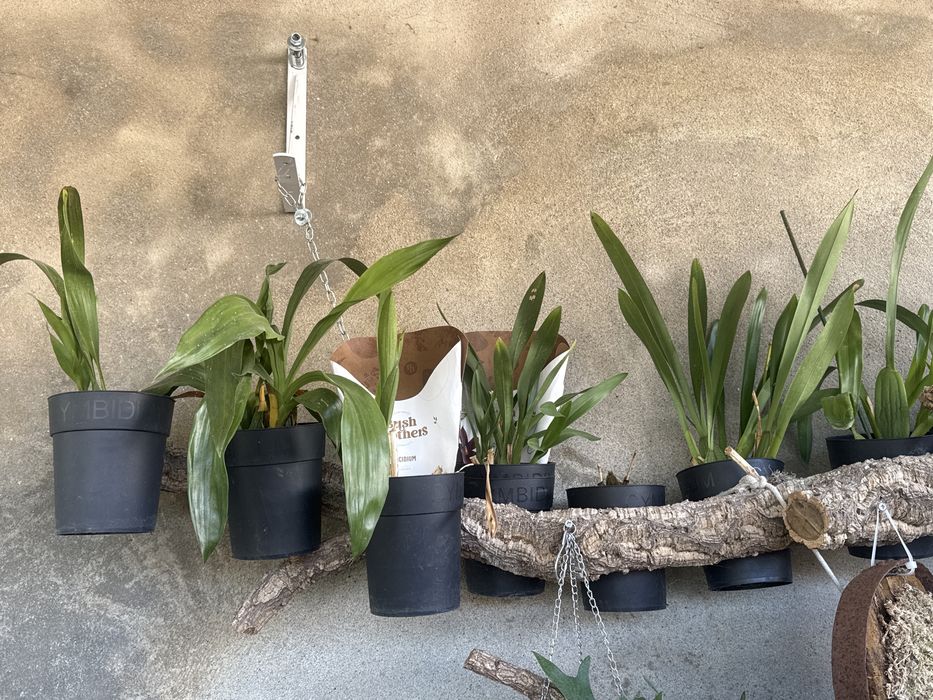 Orquideas terrestres e aéreas