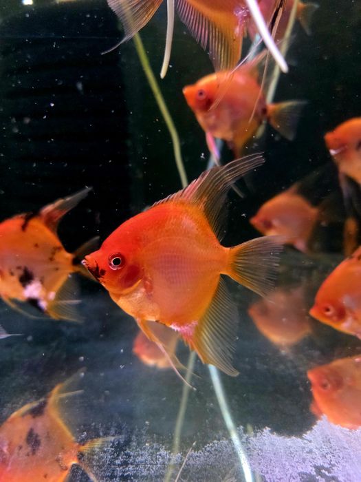 Skalar red devil/czerwone