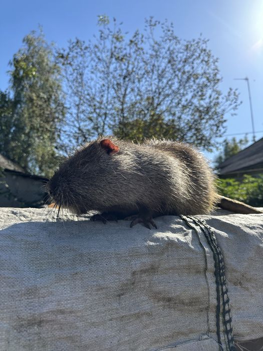 Нутрія жива вага