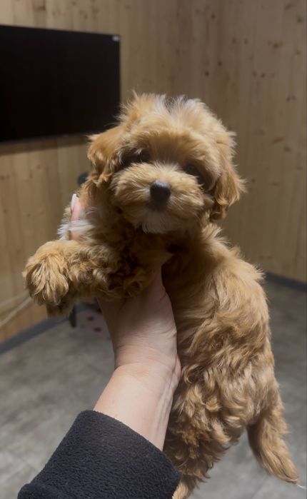 Розкішна мальтіпу міні ф1