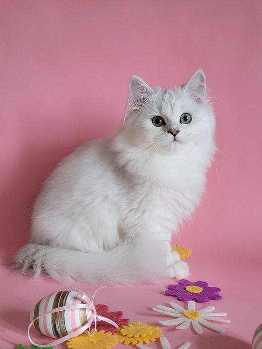 Британська дівчинка срібляста шиншила