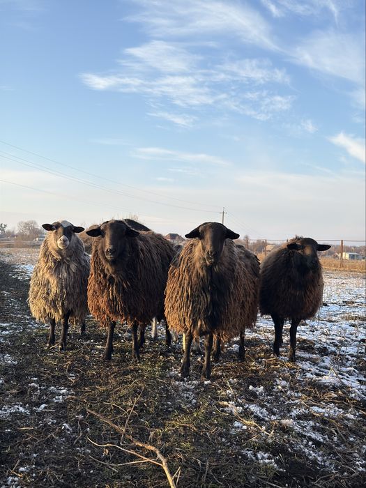 Барани на мʼясо, розплід