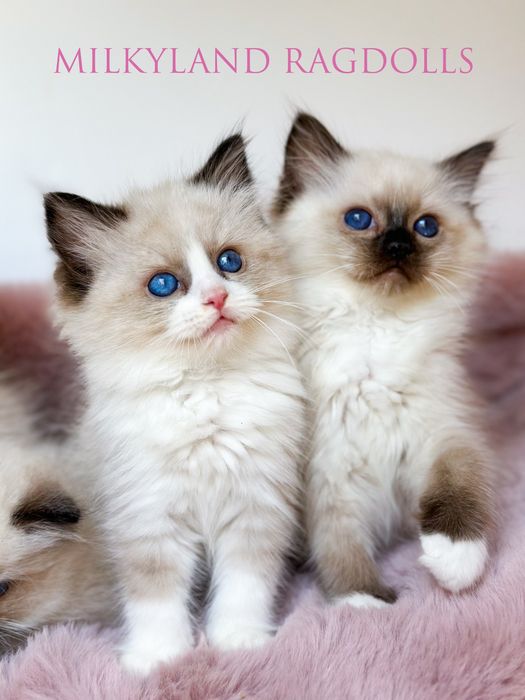 Śliczny cudowny seal mitted  Ragdoll