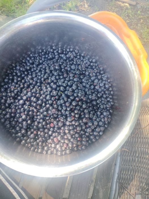 Sprzedam jagody smaczne. Z lasu