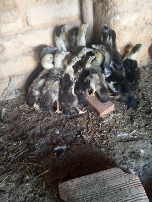 Vende-se ninhada de patos mudos