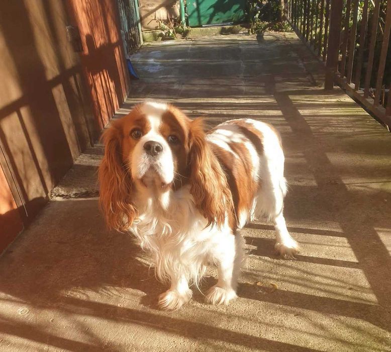 Cavalier King Charls Spaniel - HODOWLA