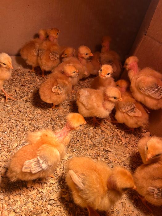 Pintinhos de 9 dia de vida tenho apenas mais 20