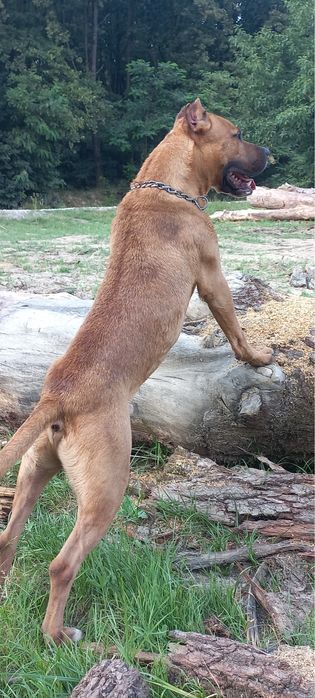 Американський стафорд вязка